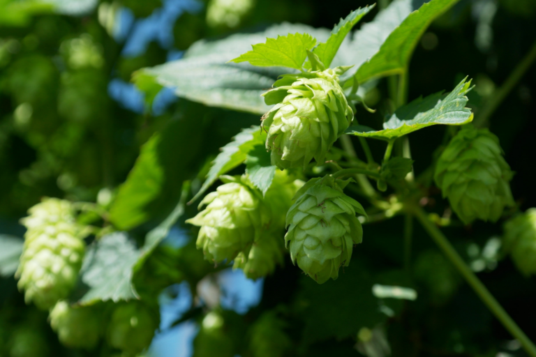 Research with hops: More than the heart and soul of a beer