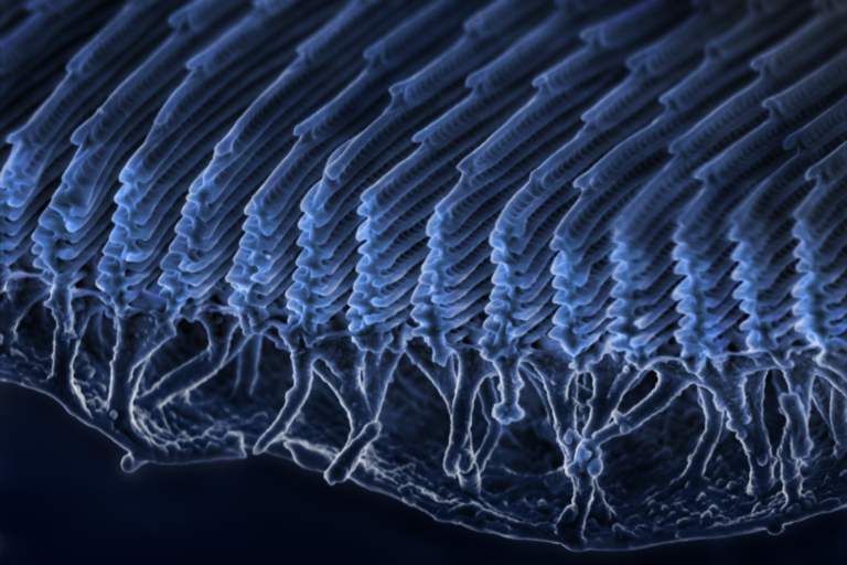 Department’s Researchers Collaborate with GEO Magazine