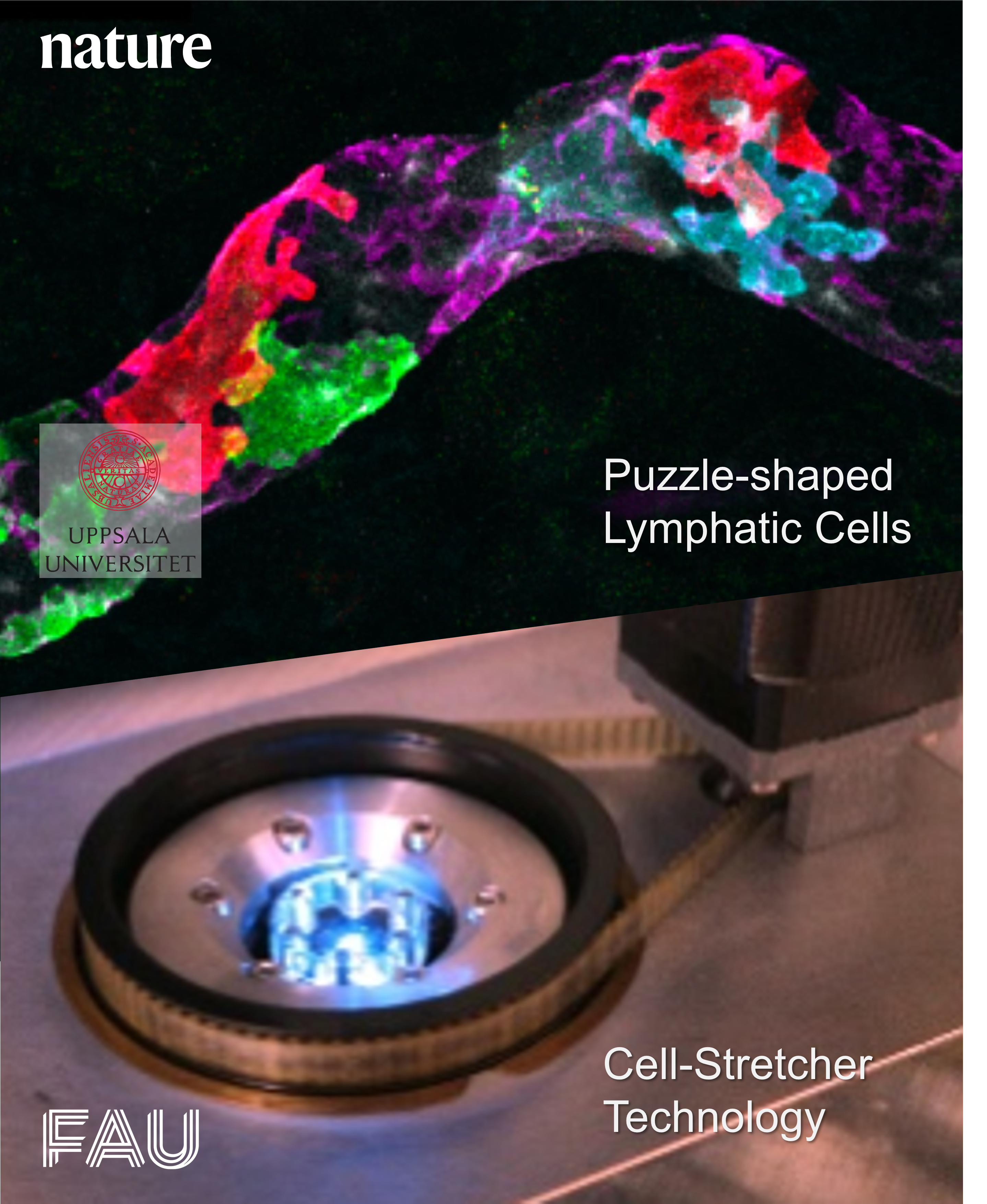 Towards entry "MultiStretcher, a novel biomechatronics cell stretching system featured in an application in „Nature“"